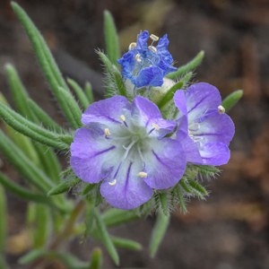 Threadleaf phacelia. Photo: Tim Cotter.