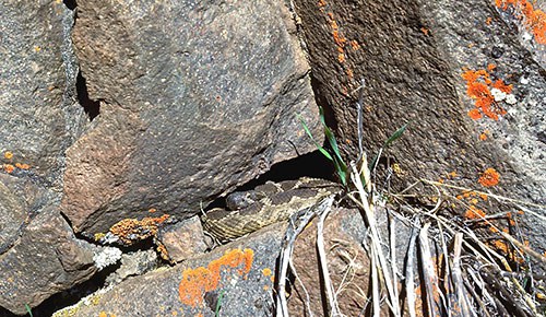Northern Pacific Rattlesnake emerging from its den. Photo: Alan St. John.