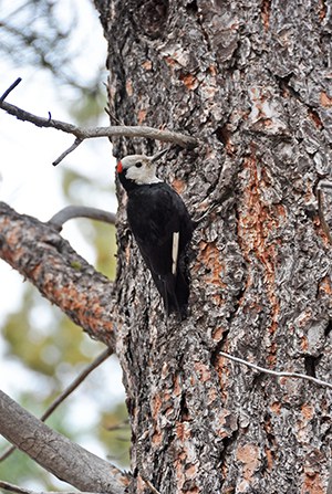 A white-headed woodpecker on a ponderosa pine. Photo: Lisa Bagwell.