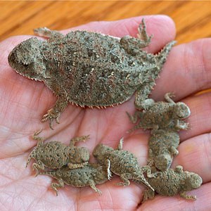 Newborn pygmy short-horned lizards. Photo: Al St. John.