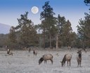 Blake.Boyd_COWildlife_elk_JohnsonRd-3-2015c-6009_tv_2400px.jpg