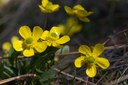 GM.WC_2013_04_04_sagebrush buttercup_ranunculus glaberrimus_WhychusCanyon-05283_tv_2400px.jpg