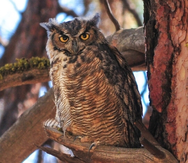 Great horned owl. Photo: Krist Kristovich.