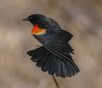 Red-winged blackbird. Photo: Kris Kristovich.