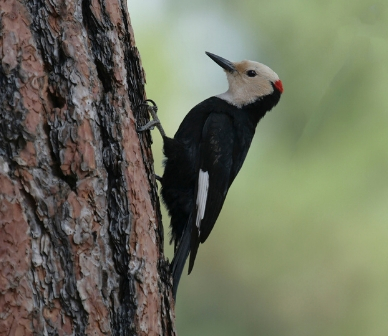 White-headed woodpecker. Photo: Dick Tipton.