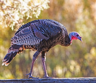 Wild turkey. Photo: John Williams. 
