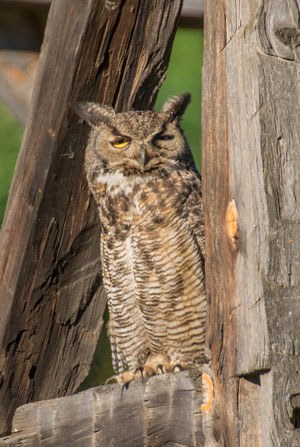 A great horned owl at Camp Polk Meadow Preserve. Photo: Kris Kristovich.