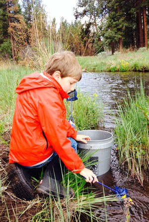 Releasing steelhead at Camp Polk Meadow Preserve. Photo: Land Trust.