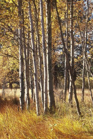 Aspen at Indian Ford Meadow Preserve. Photo: Byron Dudley.
