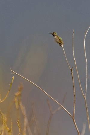 Hummingbird at Indian Ford Meadow Preserve. Photo: Jay Mather.