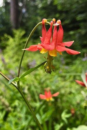 A columbine at the Metolius Preserve. Photo: Joan Amero.