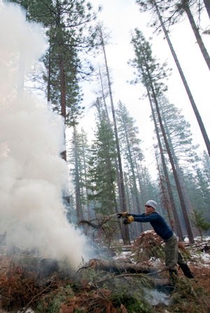Forest restoration at the Metolius Preserve. Photo: Jay Mather.