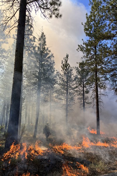 Fire plays an important role in the health of our forests. Photo: Land Trust.
