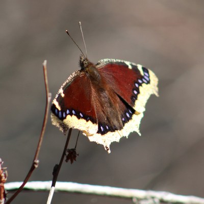 Mourning cloak. Photo: Eli Egertson.