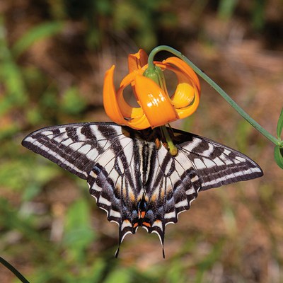 Pale tiger swallowtail. Photo: Jay Mather.