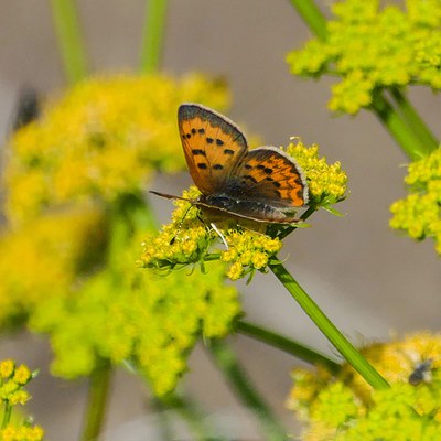 Purplish copper. Photo: John Williams.