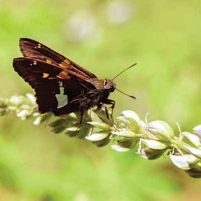 Silver-spotted skipper. Photo: Kathy Lowery.