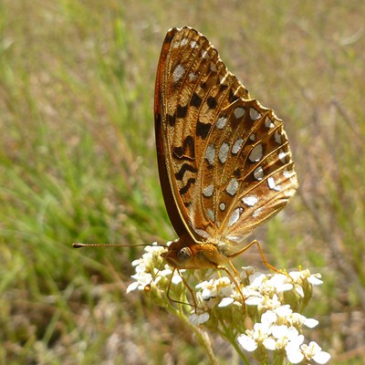 Zerene fritillary. Photo: Lori Humphreys.