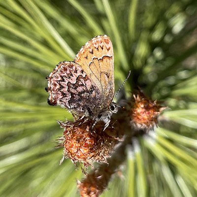 Western pine elfin. Photo: Land Trust.