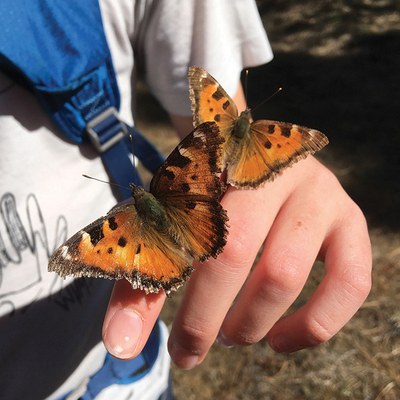 California tortoiseshell. Photo: Land Trust.