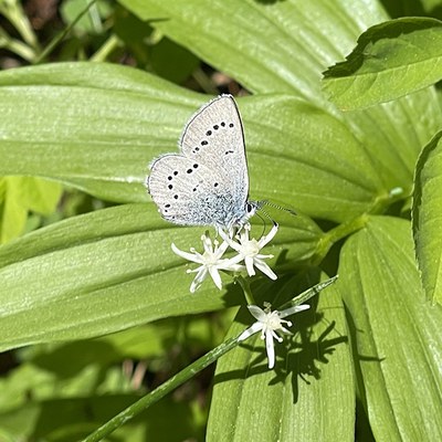 Silvery blue. Photo: Land Trust.