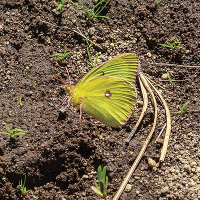 Western sulphur. Photo: Sue Anderson.