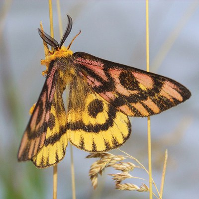 Elegant day moth. Photo: Sue Anderson.