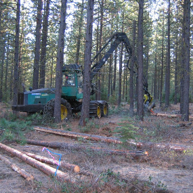 Thinning trees at the Metolius Preserve. Photo: Land Trust.