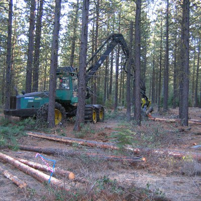 Forest restoration at the Metolius Preserve. Photo: Land Trust.