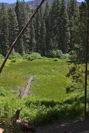 The fen at Metolius River Preserve. Photo: Jay Mather.