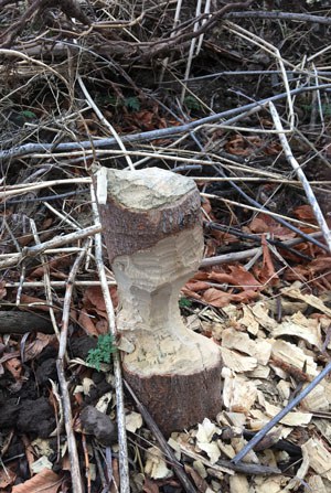 Beaver activity at Ochoco Preserve. Photo: Land Trust.