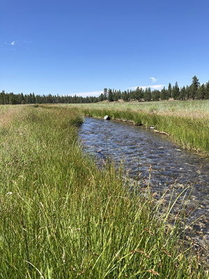 More than three miles of Paulina Creek runs through Paulina Creek Preserve. Photo: Land Trust.