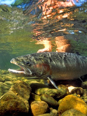 Steelhead. Photo: Brian O'Keefe.