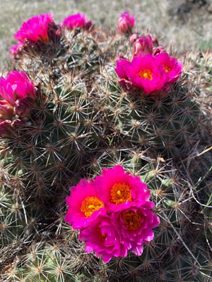 Hedgehog cactus. Photo: Eli Egertson.