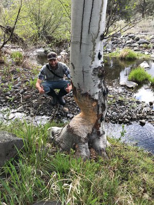 Beaver are very active at Priday Ranch. Photo: Land Trust.