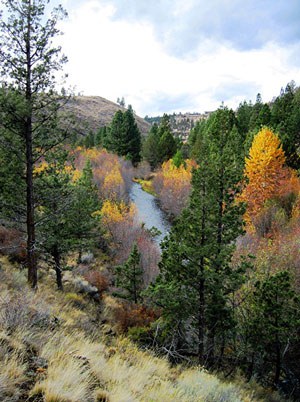 Fall colors at Whychus Canyon Preserve. Photo: Ron  Hoyt.