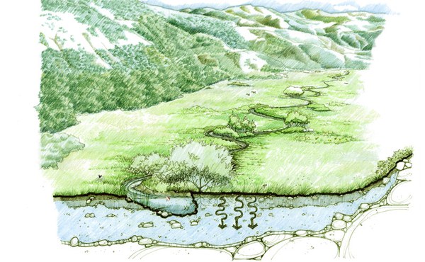 A meandering stream slows water, stores groundwater, and creates a lush meadow. Illustration: Restoration Design Group.