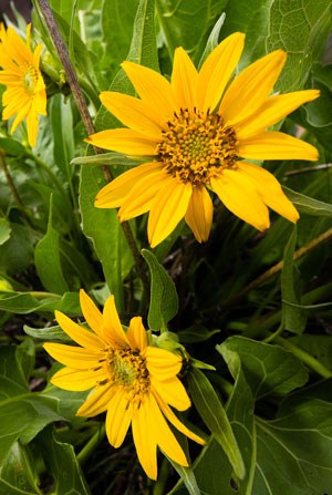 Arrowleaf balsamroot at Whychus Canyon Preserve. Photo: Tyler Roemer.