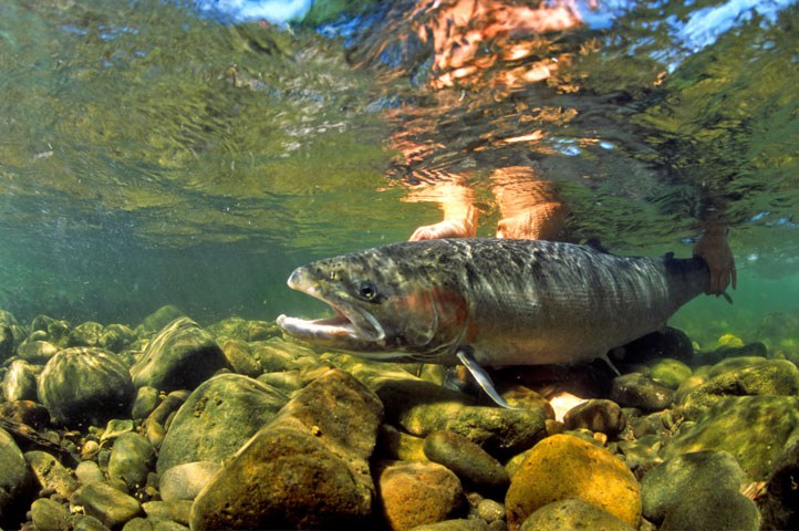 Steelhead. Photo: Brian Okeefe.