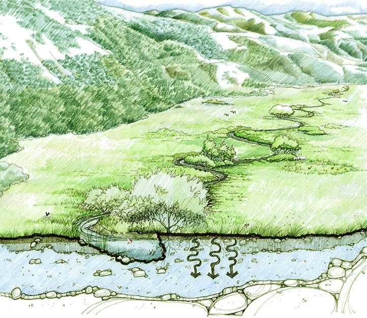 Healthy meadow. Drawing: Restoration Design Group.