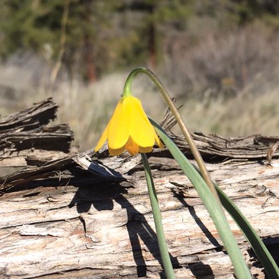 Yellow bell. Photo: Carol Moorehead.