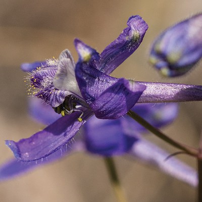 Common larkspur. Photo: Kris Kristovich.