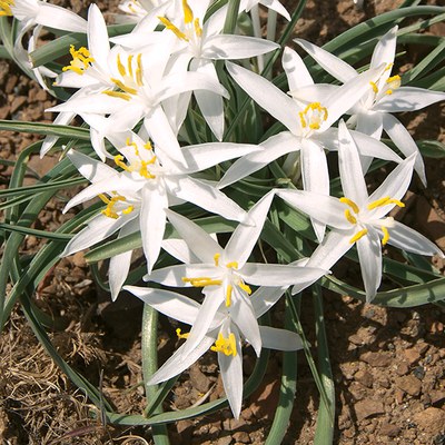 Sand lily. Photo: Land Trust.