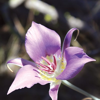 Mariposa lily. Photo: Land Trust.