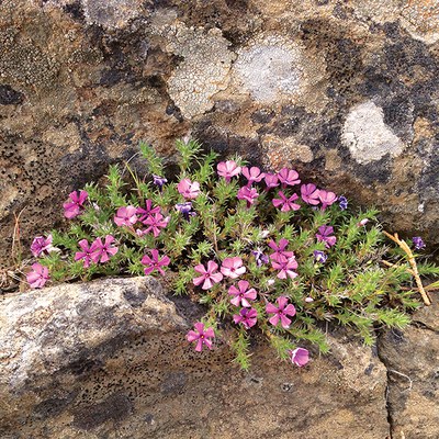 Spreading phlox. Photo: Land Trust.