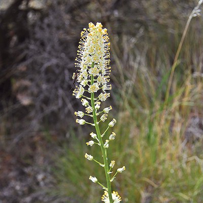 Foothill death camas. Photo: MA Willson.