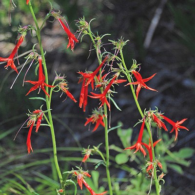 Scarlet gilia. Photo: MA Willson.