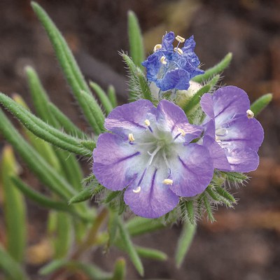 Phacelia. Photo: Tim Cotter.