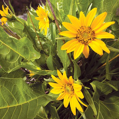 Arrowleaf balsamroot. Photo: Tyler Roemer.