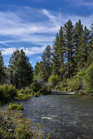 One mile of Whychus Creek flows through Willow Springs Preserve. Photo: Kris Kristovich.